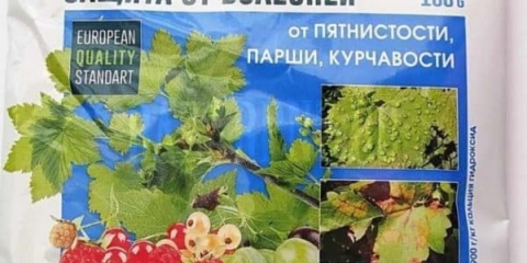 Prerada bordoskom tekućinom u proljeće i hortikulturna upotreba ribizle